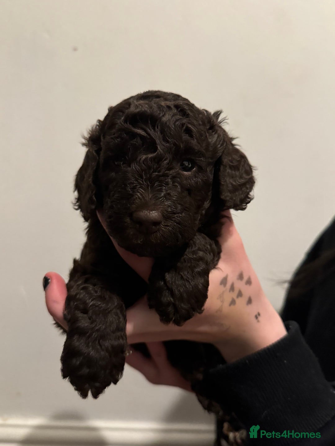 Labradoodle dogs for sale: Beautiful unique mini labradoodles with rare coats - Image 12