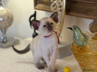 Oriental cats Superb TICA Registered Siamese & Oriental Babies - Advert 11