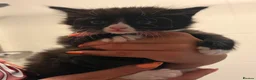 Mixed Breed cats for sale: Gorgeous litter of kittens in Diss - Advert 8