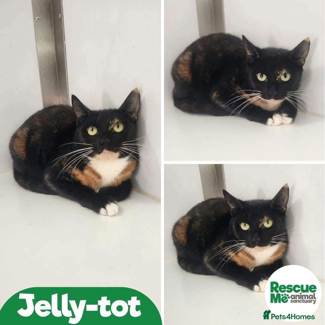 Mixed Breed cats for adoption: Jelly-Tot - Advert 4