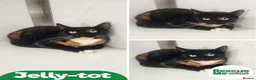 Mixed Breed cats for adoption: Jelly-Tot in Liverpool - Advert 1