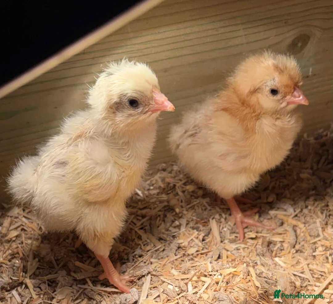 Chickens poultry for sale: Chicks  - Advert 1