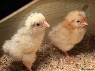 Chickens poultry Chicks - Advert 15