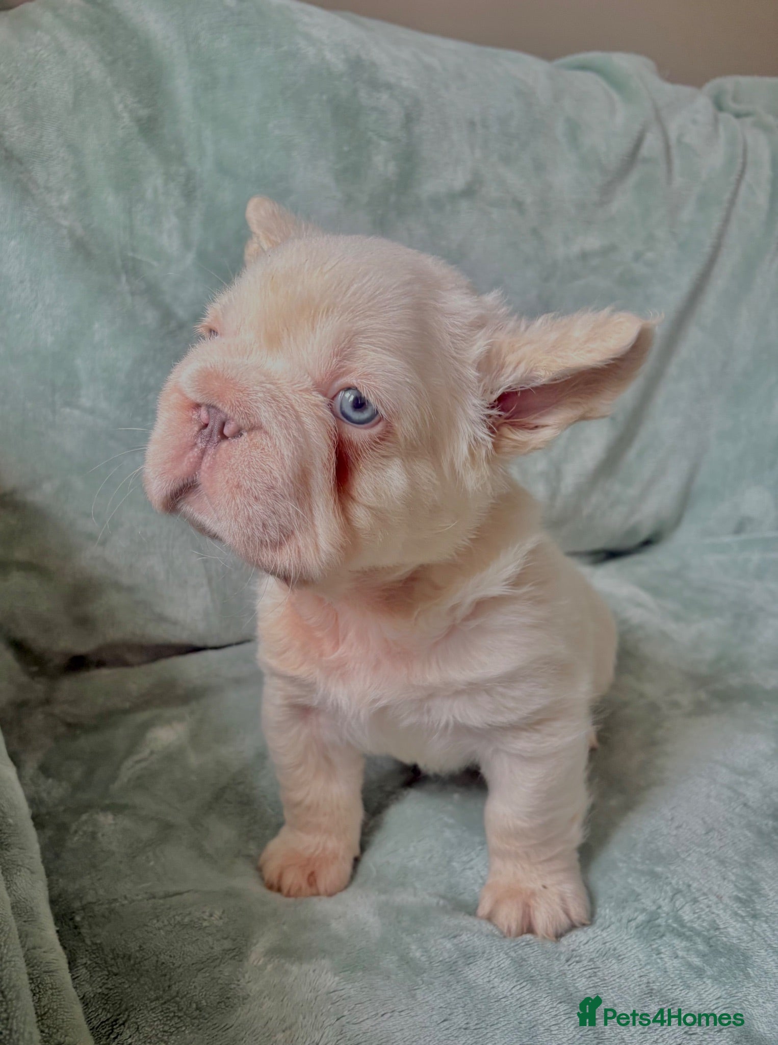 French Bulldog dogs French Bulldog Babies Ready Now - Advert 17