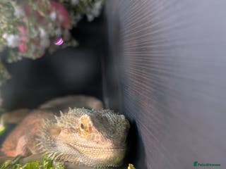 Bearded Dragon reptiles Bearded dragon - Advert 1
