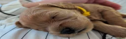 Cavapoo dogs for sale: BEAUTIFUL F1B CAVAPOO PUPPIES  - Advert 11