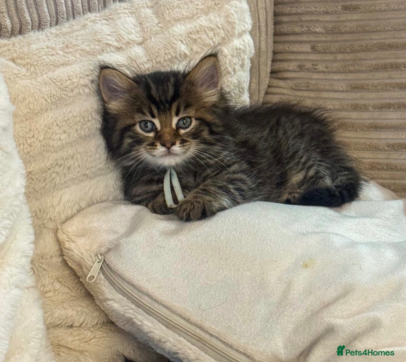 Maine Coon cats Reduced full breed Mainecoon boys ready 28th sep - Advert 18