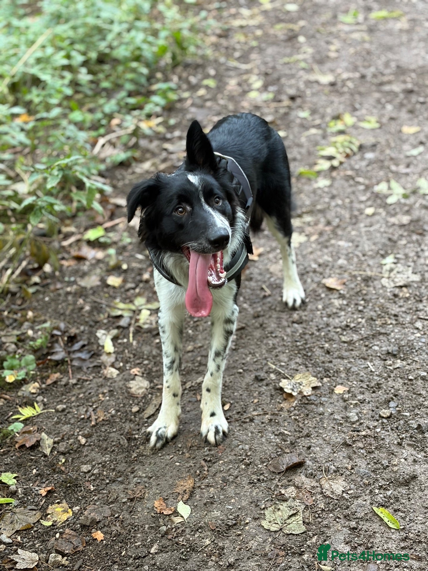 Border Collie dogs Charlie  - Advert 5
