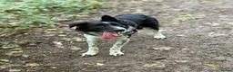 Border Collie dogs for sale: Charlie  - Advert 1