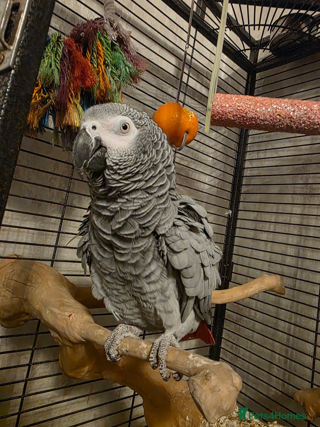 Parrots birds for sale: Congo African Grey female  - Advert 1