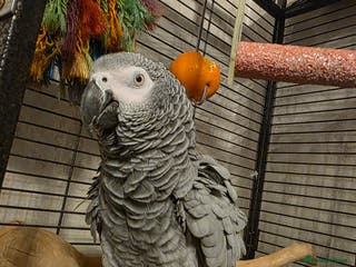 Parrots birds Congo African Grey female - Advert 1