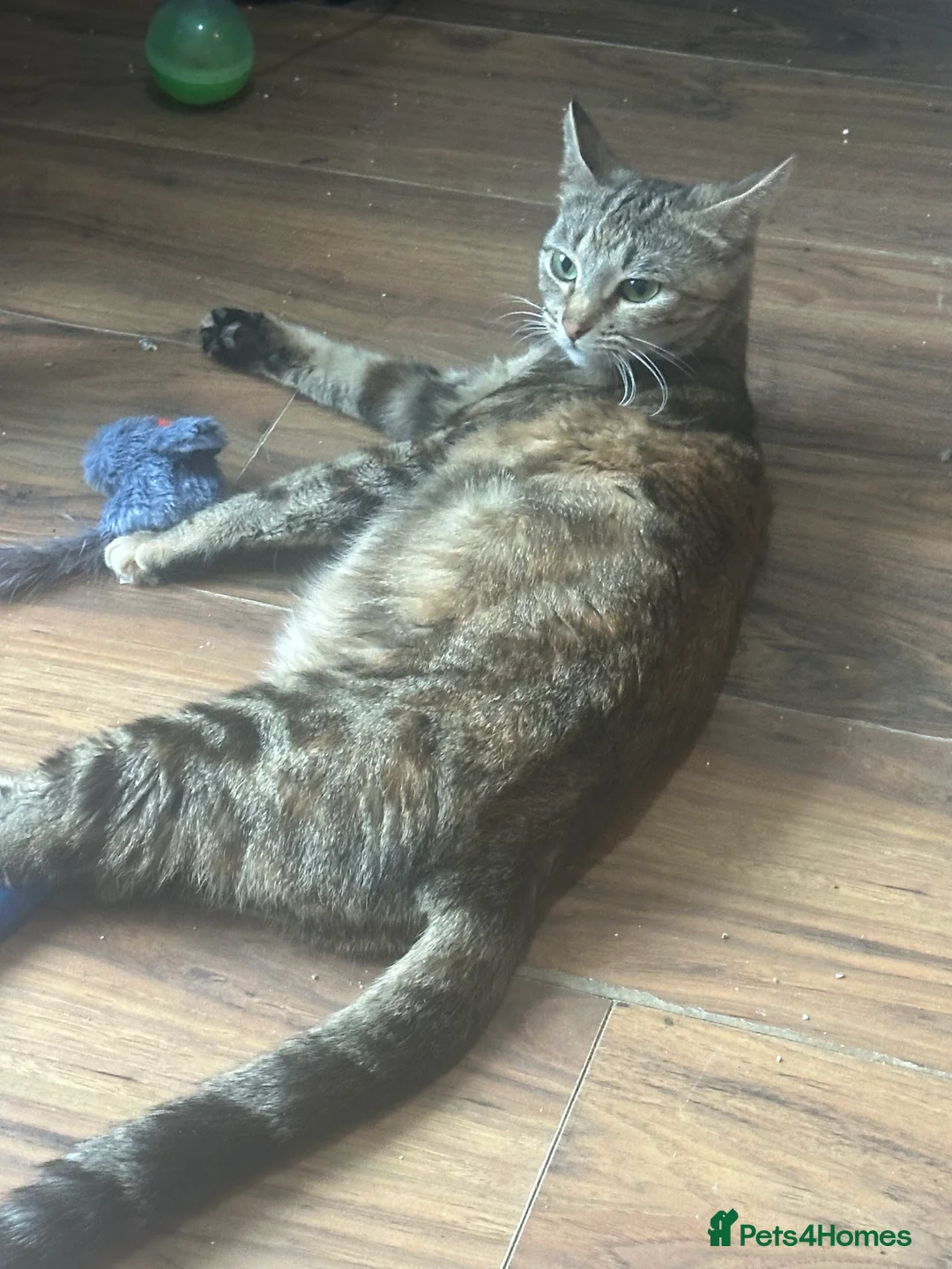 Ragdoll cats for sale: Stunning little boy  - Advert 6