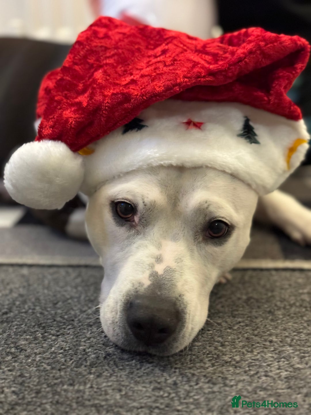 Staffordshire Bull Terrier dogs for sale: Fifi  - Advert 12