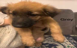 Mixed Breed dogs for sale: German Sheperd cross Lurcher Puppies - Image 26