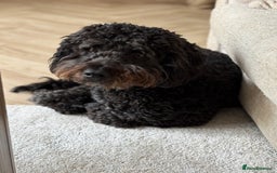 Mixed Breed dogs for sale: Cockapoo for Sale - Image 2
