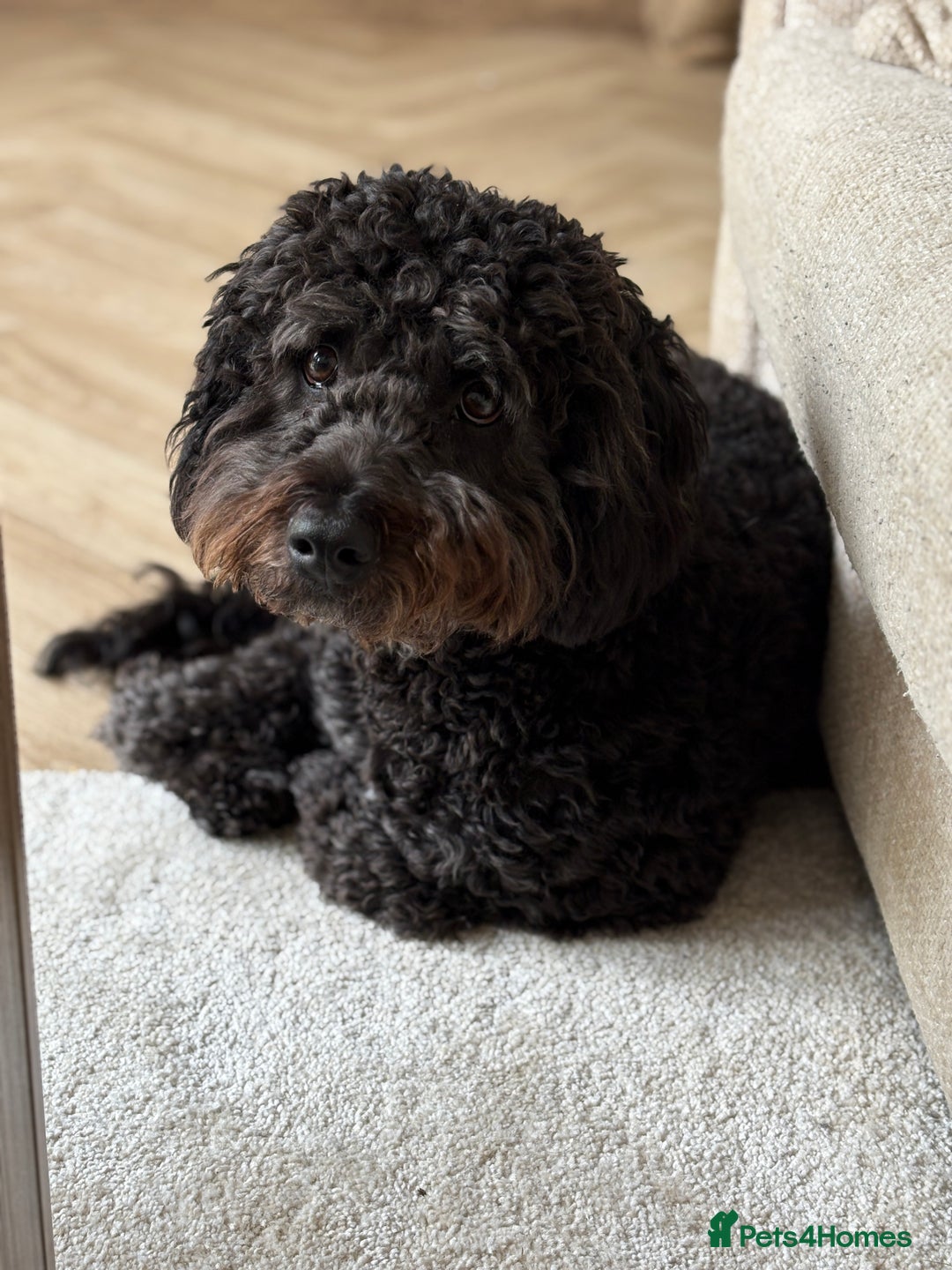 Mixed Breed dogs for sale: Cockapoo for Sale - Image 2