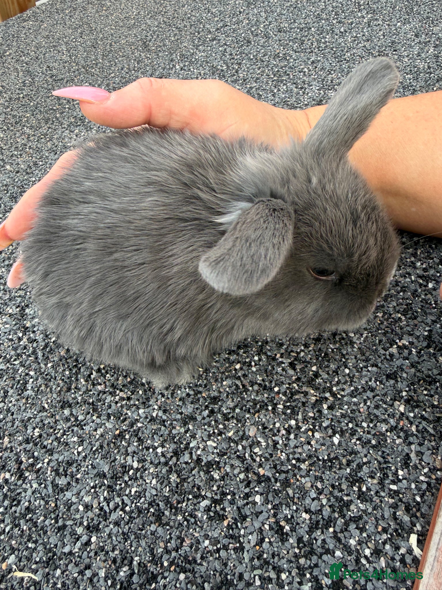 Mini Lop rabbits Mini lop babies  - Advert 1
