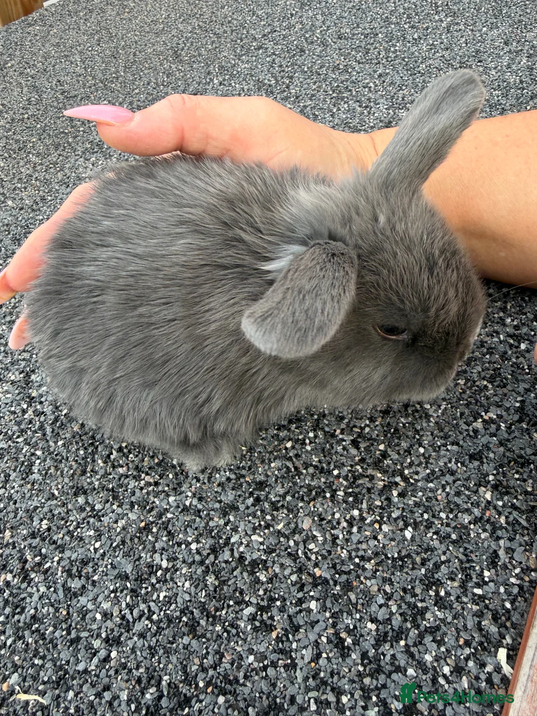 Mini Lop rabbits for sale: Mini lop babies  - Advert 1
