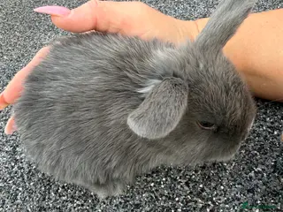 Mini Lop rabbits Mini lop babies - Advert 3