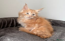 Maine Coon cats for sale: Last boy left💙 Photo update . - Image 8
