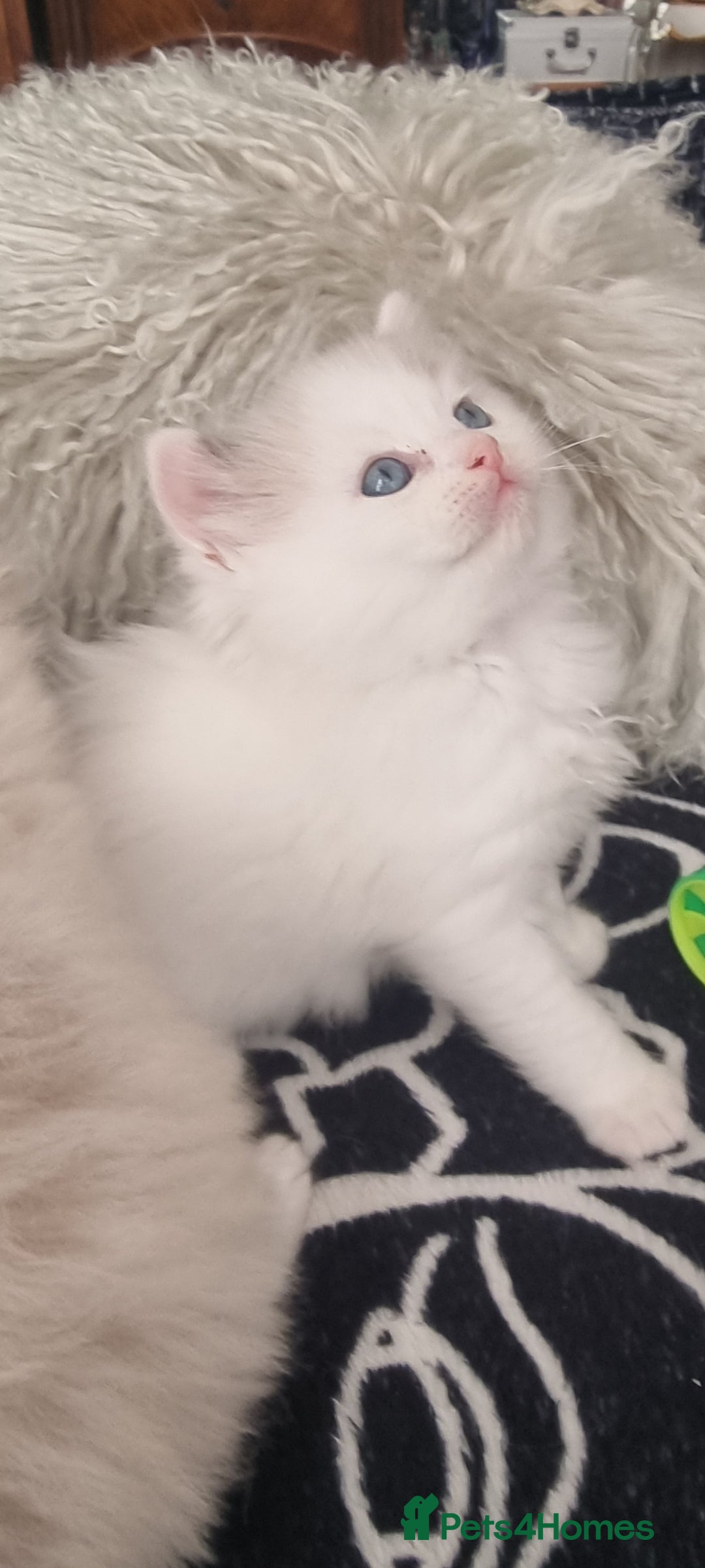 Ragdoll cats for sale: Ragdoll  - Advert 26