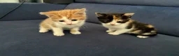 Mixed Breed cats for sale: 4 beautiful kittens for sale  in Slough - Advert 7