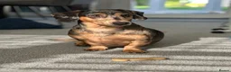 Dachshund dogs for sale: 7 year old Dachshund in Winsford - Advert 1