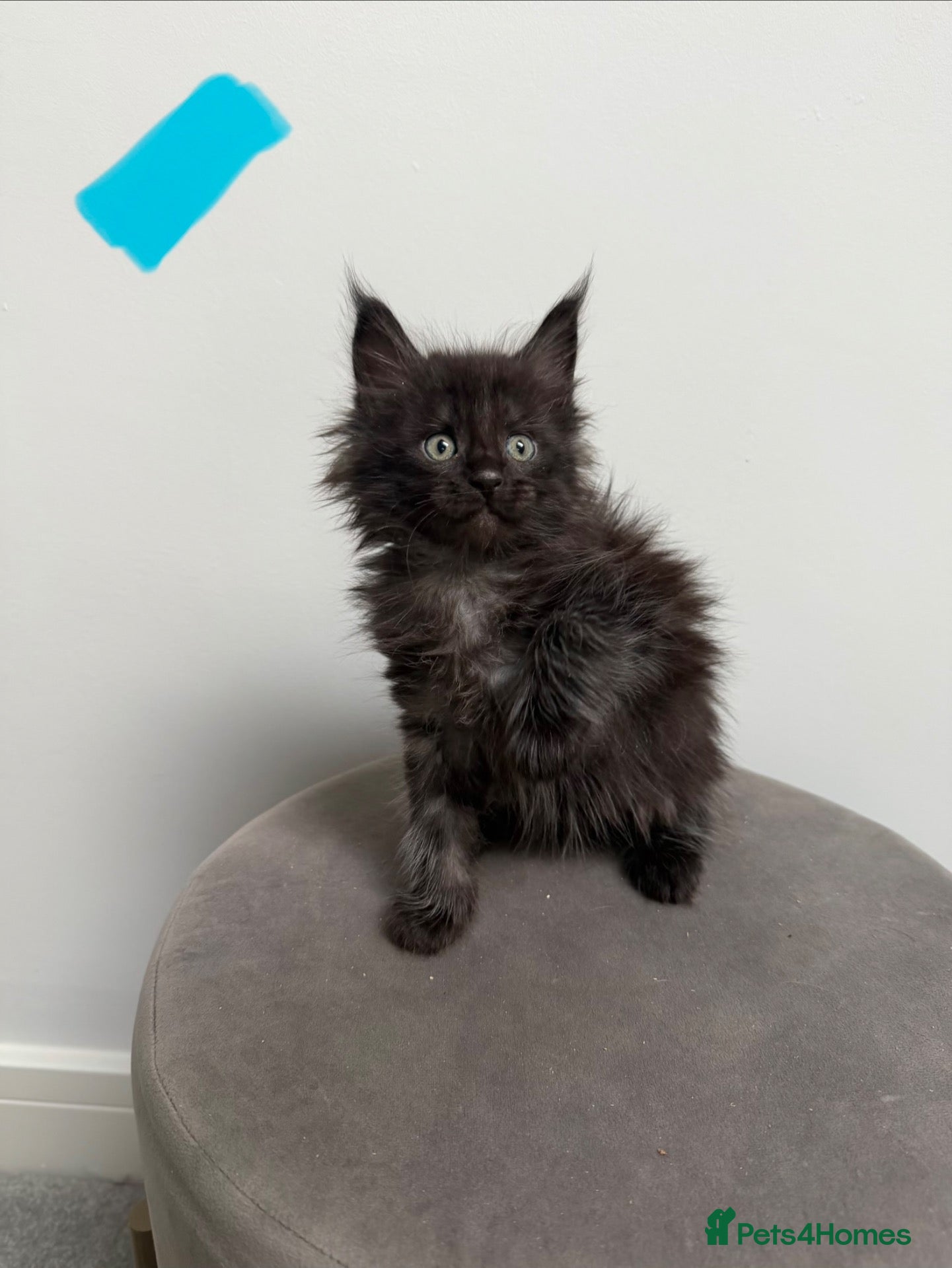 Maine Coon cats Ready now 😻 - Advert 15