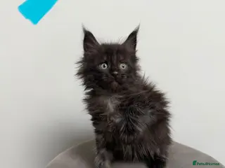 Maine Coon cats Ready now 😻 - Advert 15