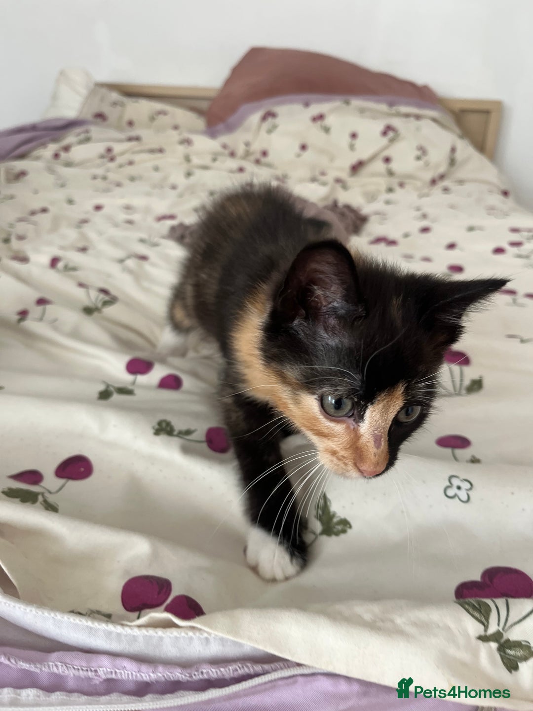 Mixed Breed cats for sale: Black tuxedo cat and female calico  - Advert 7