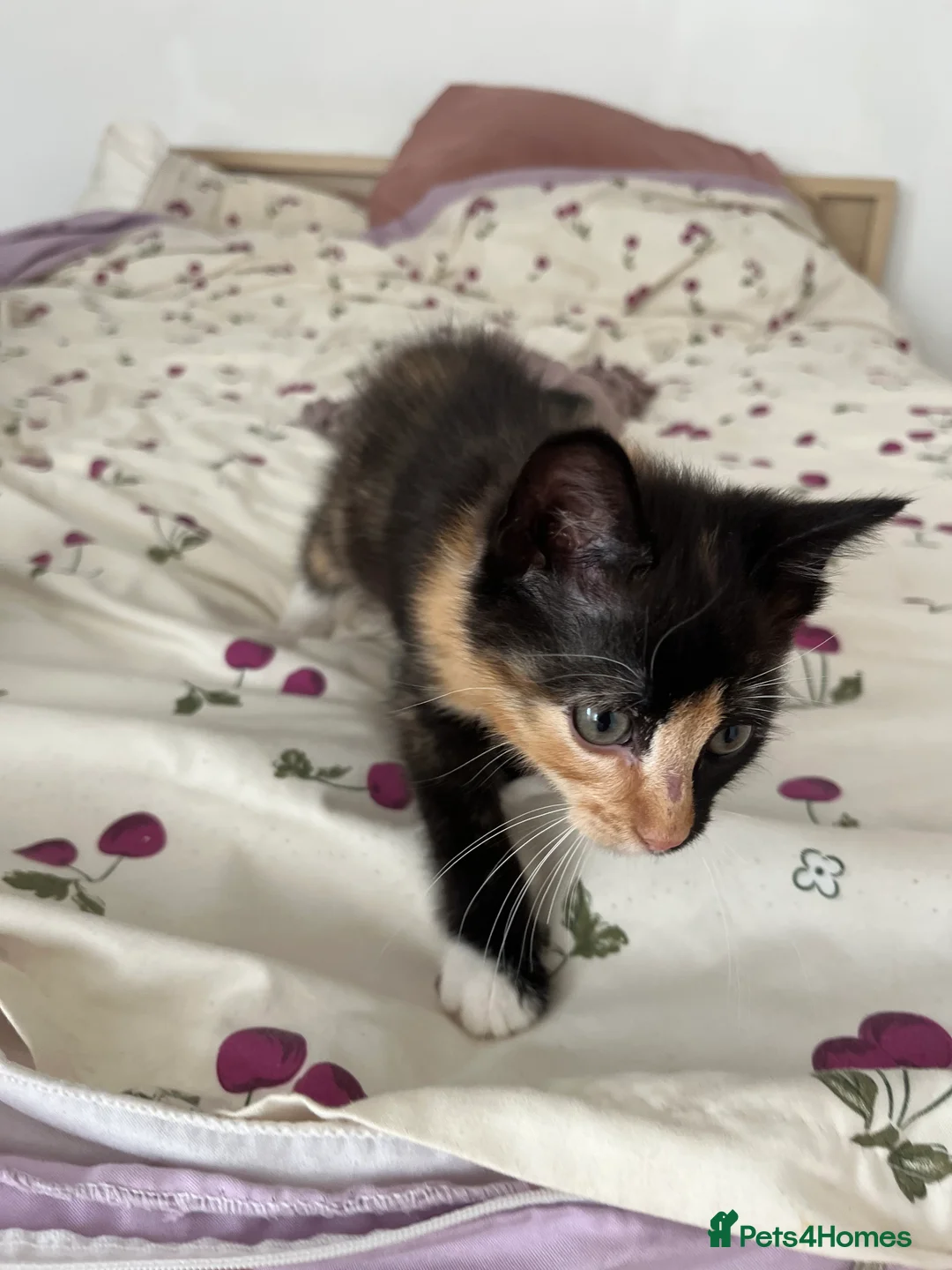 Mixed Breed cats for sale: Black tuxedo cat and female calico  - Advert 7