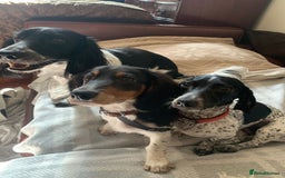 Dachshund dogs for sale: White/Black/Tan,gray long-haired dachshund puppies - Image 1