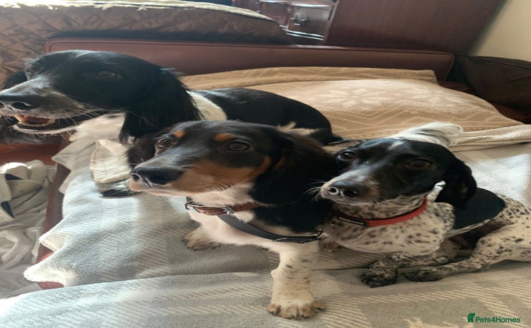 Dachshund dogs - Advert 4