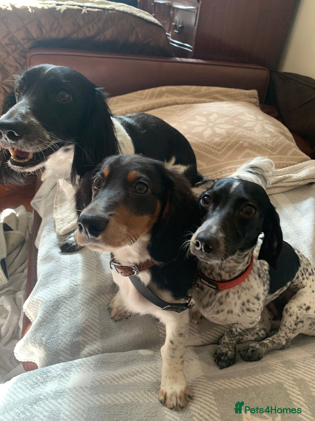 Dachshund dogs for sale: White/Black/Tan,gray long-haired dachshund puppies - Image 1