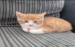 Mixed Breed cats for sale: Kitten  - Image 7