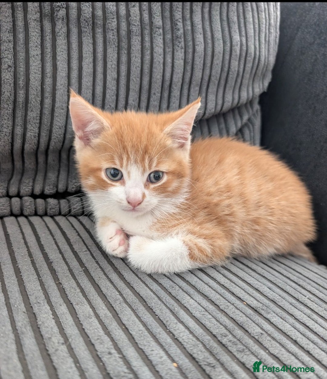Mixed Breed cats for sale: Kitten  - Image 7