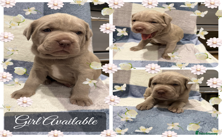 Mastiff dogs Neapolitan x Cane Corso Mix - Advert 6