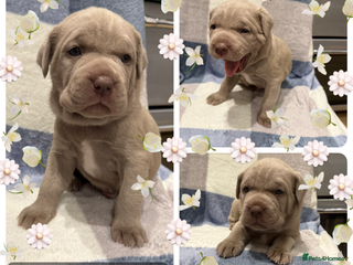 Mastiff dogs Neapolitan x Cane Corso Mix - Advert 4