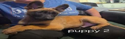 Belgian Shepherd Dog dogs for sale: Belgian Malinois Puppies for Sale- 11 weeks old - Advert 4