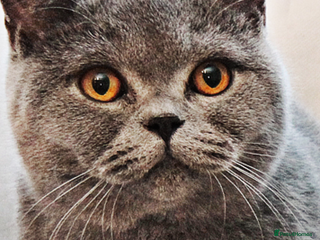 British Shorthair cats - Advert 18