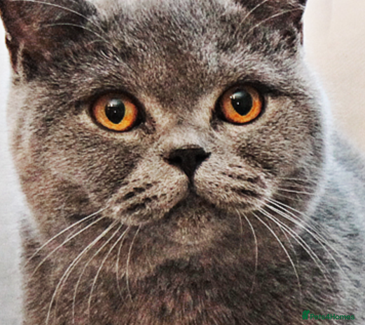 British Shorthair cats - Advert 3