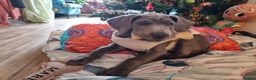 Great Dane dogs for sale: Female Great Dane Puppy Looking for Forever Home - Advert 3