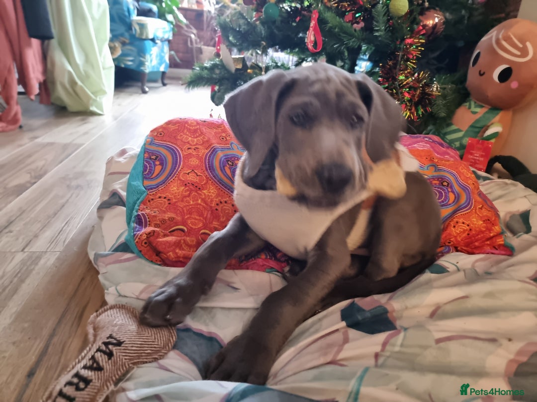 Great Dane dogs for sale: Female Great Dane Puppy Looking for Forever Home - Advert 3