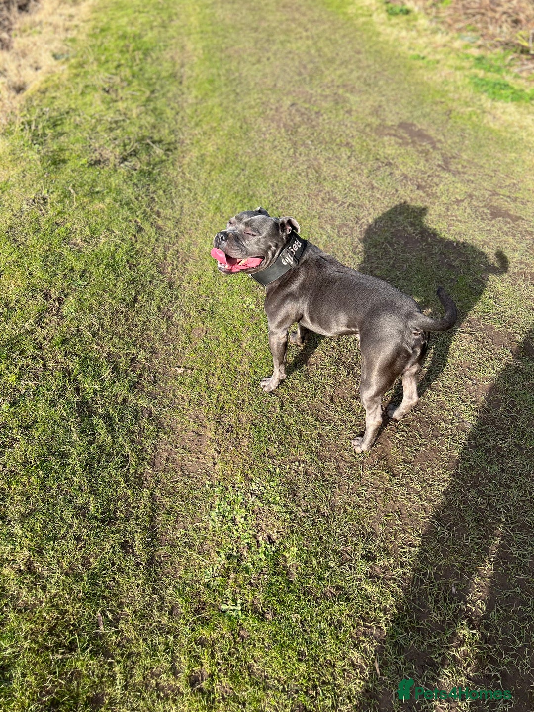 Staffordshire Bull Terrier dogs for stud: **Reggie health checked Champion bloodline** - Image 3