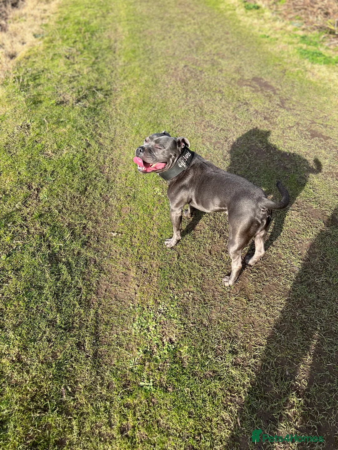 Staffordshire Bull Terrier dogs for stud: **Reggie health checked Champion bloodline** - Advert 3