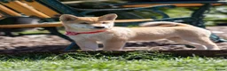 Japanese Shiba Inu dogs for sale: Confidence Comes With Time outstanding shiba 🇯🇵 - Advert 7