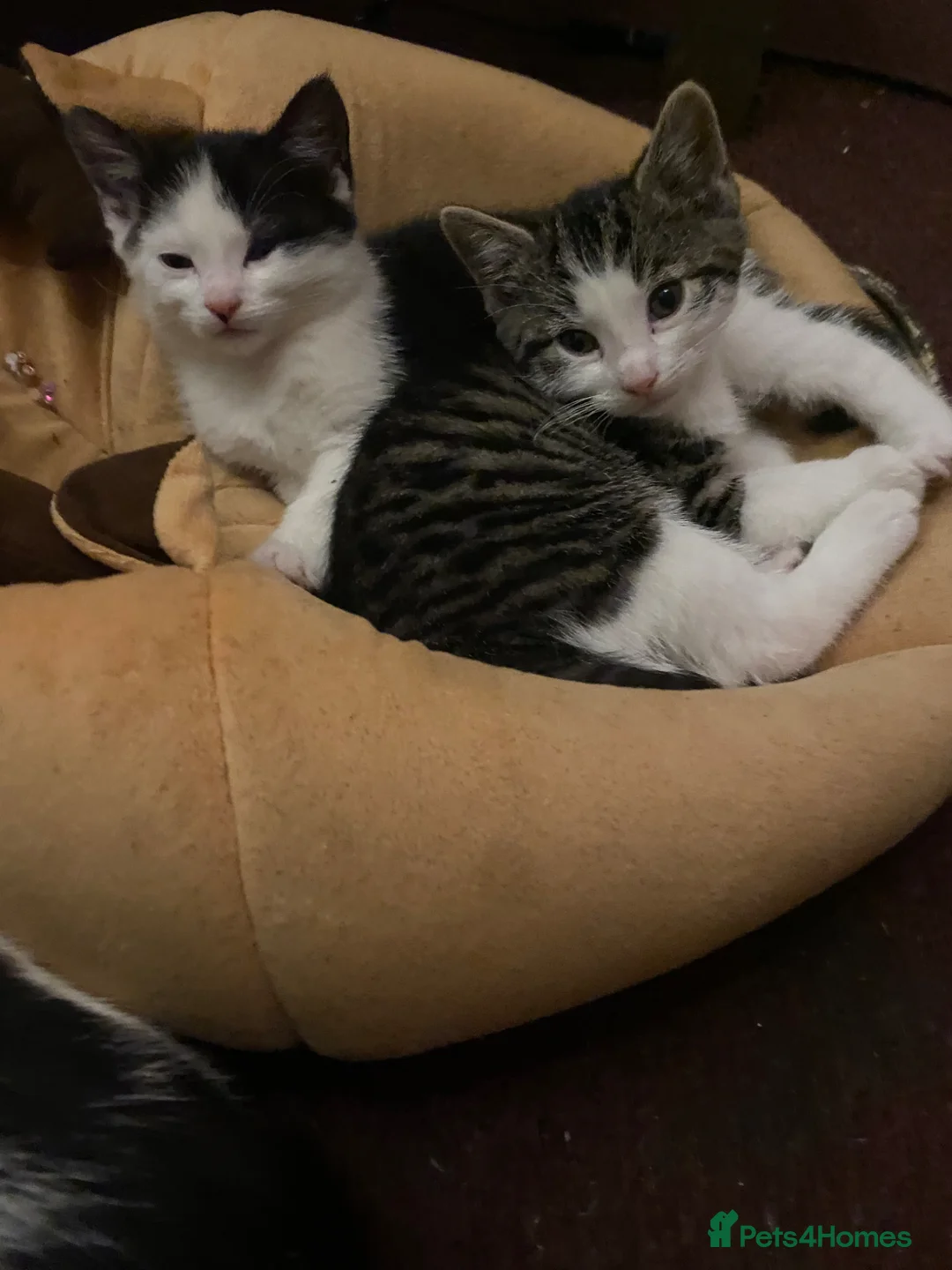 Mixed Breed cats for sale: Kittens for sale - Advert 8