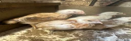 Chickens poultry for sale: Various age & breed chicks Unsexed turkeys poults - Advert 9