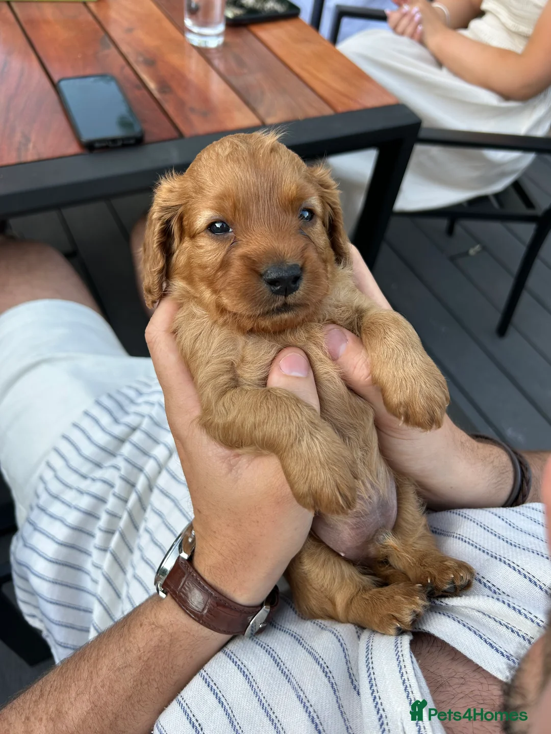 Cavapoo dogs for sale: Cavapoo Puppies available from 15th August - Advert 2