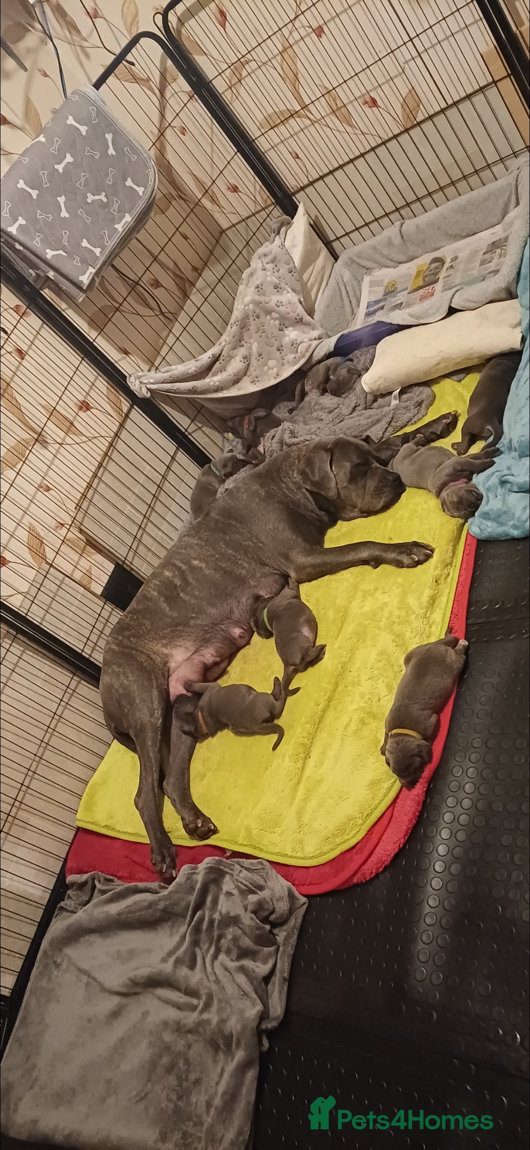 Cane Corso dogs Stunning 4th Generation Cane Corse Pups  - Advert 1